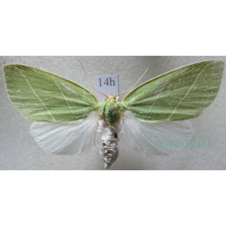 Bena bicolorana (Fuessly, 1775) Czech14h